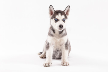 Husky puppy on a white background