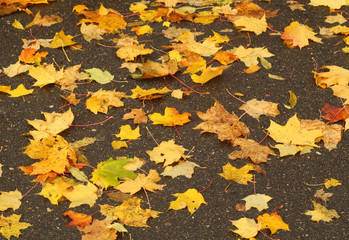 Maple leaves on asphalt surface.
