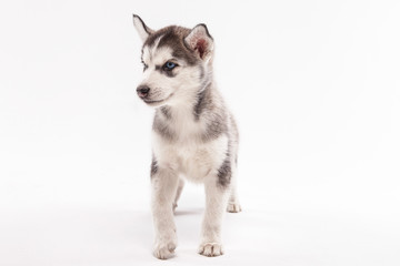 Husky puppy on a white background