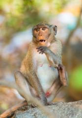 surprised monkey sitting on stone with open mouth