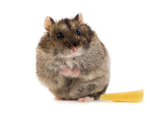 little gray hamster with peace of cheese
