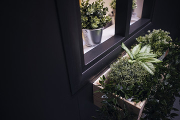 Close-up. Green flowers. Black background. Wooden pots. Window