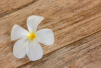 Obraz na płótnie Canvas frangipani flower, temple flower