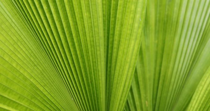 green leaf palm texture, abstract pattern of foliage plant in nature