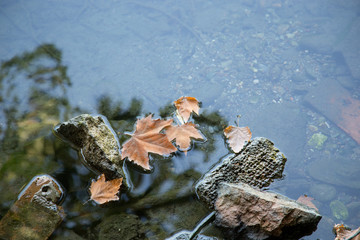 autumn yellow leaves on the rocks in the water of the lake