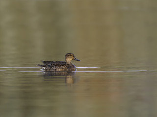 Female Green-winged Teal Swimming in Early Morning Light
