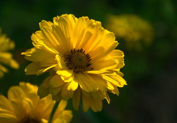 żółty kwiat