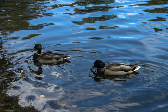 Wild ducks in pond