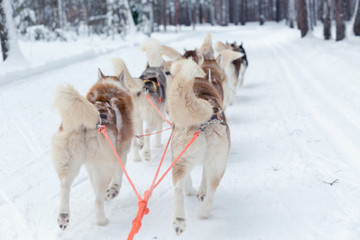 Naklejka premium Husky sledge ride in winter forest landscape