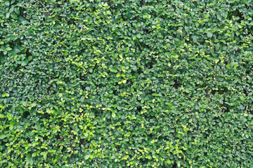 Green leaves wall background.