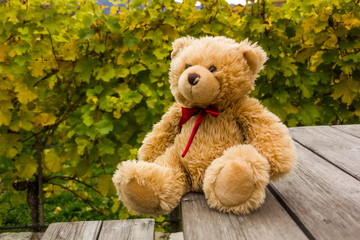 Teddy bear in famous vineyards in Wachau, Spitz, Austria