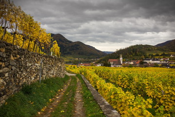Fototapeta na wymiar Colorful autumn Vineyard in Wachau valley in Austria