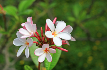 Plumeria flower in the garden.