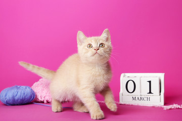 Ginger kitten with balls and cube calendar on pink background