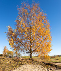 Lonely birch in autumn, Europe