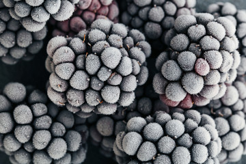 Frozen blackberries background