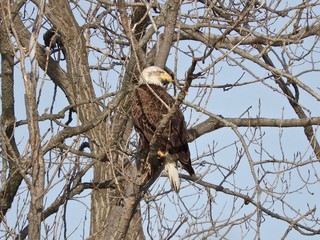 Mature female bald eagle perched at Lakeside Ohio