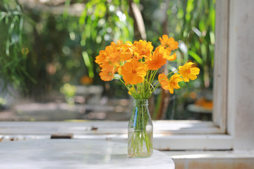 Yellow cosmos flowers in vase on the table. Garden decoration.