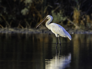 Eurasian Spoonbill in Early Morning Light