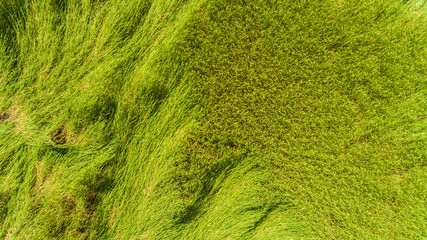 Aerial view of a rice fields in Thailand.