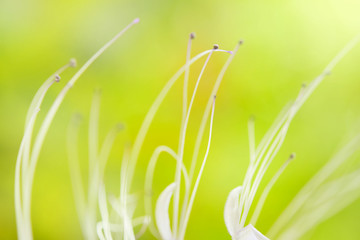 Pollen of flowers on blurred nature background