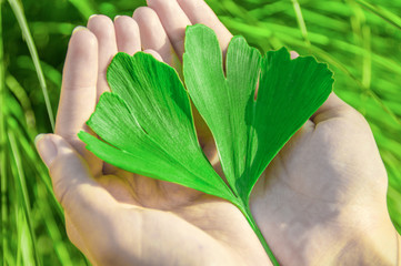 The healing leaf of ginkgo biloba or ginko in the hands of young women. View from above.