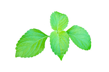 mint leaves isolated on white background,cliping path.