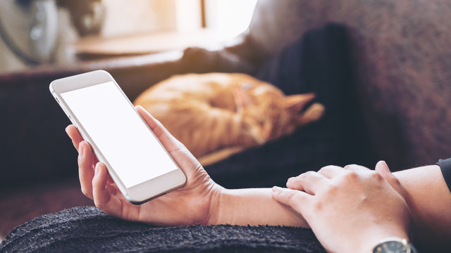Mockup image of a woman's hand holding white mobile phone with blank screen and a sleeping brown cat in background