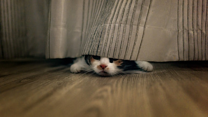 cat peeking out of the curtains