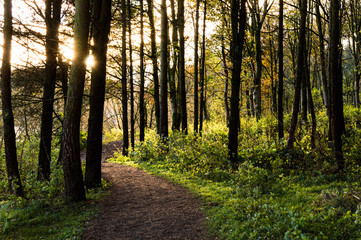 autumn woods