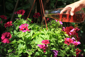 Female hand pours petunias in a pot with fertilizer prepared at home. Organic liquid fertilizer. Nutrition of indoor plants. Woman watering plant