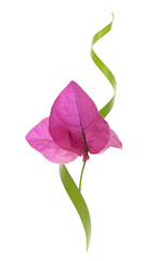 flor bugambilia en fondo blanco