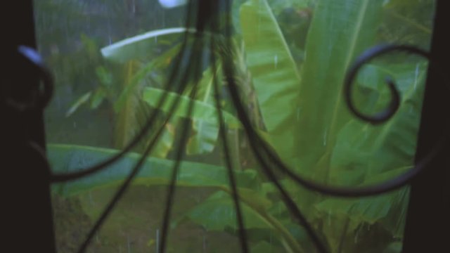 Tropical heavy rain in rainforest background. 4K stock footage