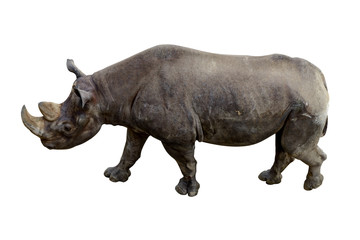 Obraz premium Animal rhino with a large tusk isolated on a white background