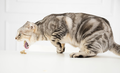 Fototapeta sick cat vomiting the food obraz