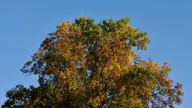 Autumn tree blowing in wind in front of blue sky. Yellow and orange leaves on deciduous tree in British countryside