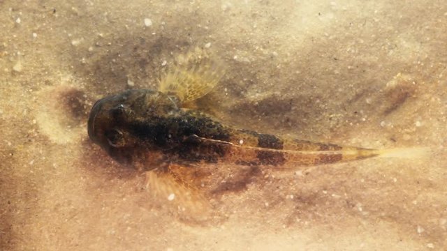 European bullhead fish (Cottus gobio). A freshwater fish from above camouflaged against sand at bottom of stream, showing pectoral fins