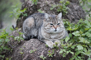 Naklejka na ściany i meble Gray with strips cat sitting on the street in grass