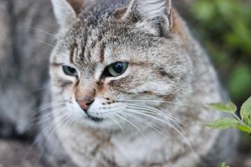 Gray with strips cat sitting on the street in grass