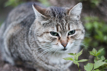 Gray with strips cat sitting on the street in grass