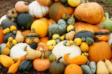 Pumpkins and squashes