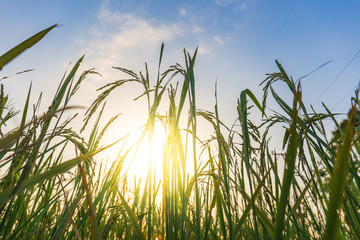 green rice on field with sunflare and blue sky, countryside, Thailand