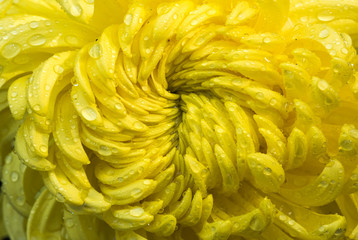 Yellow chrysanthemum head closeup with water drops