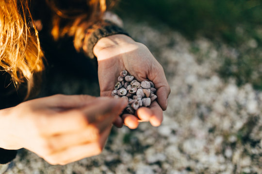 Hand holding small shells