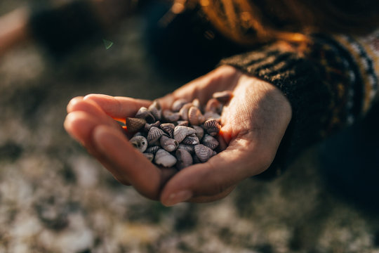 Hand holding small shells