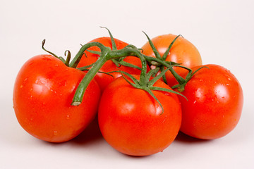 frische Tomaten