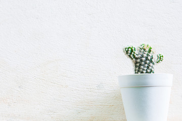 green cactus on white plastic vase with white concrete on for background