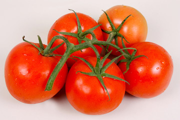 frische Tomaten