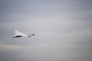 Swan in flight