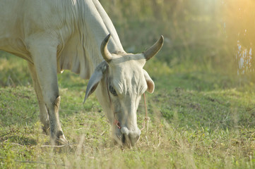 cow at green field